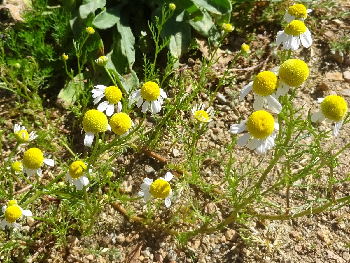 Matricaria chamomilla (Asteraceae)